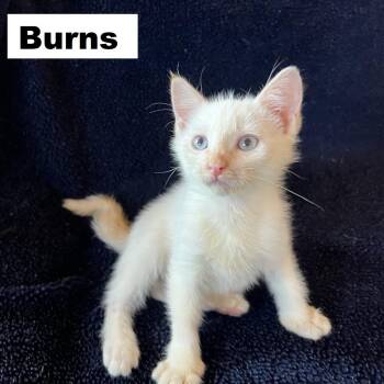 Burns Ehlers -  Domestic Short Hair Cat for Adoption in Morrison, Colorado - Burns Ehlers | PetCurious