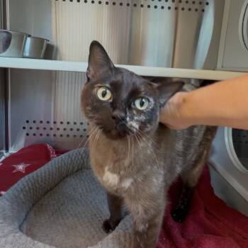 Domestic Short Hair Cats Available for Adoption in Norman, Oklahoma - Patches | PetCurious