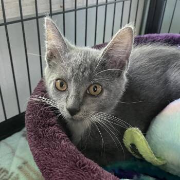 Bug -  Domestic Short Hair Cat for Adoption in Sarasota, Florida - Bug | PetCurious