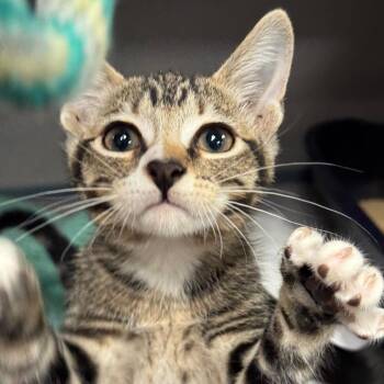 Power -  Domestic Short Hair Cat for Adoption in Goleta, California - Power | PetCurious