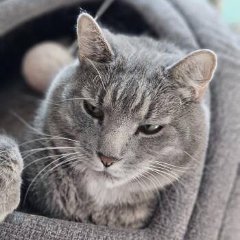 Silas -  Domestic Short Hair Cat for Adoption in Lakewood, Colorado - Silas | PetCurious