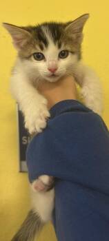 Sugar -  Domestic Medium Hair Cat Available for Adoption in Rockwall, Texas - Sugar | PetCurious