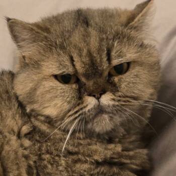 Rescue Persian Cats for Adoption in New York, New York - Shamoonie | PetCurious