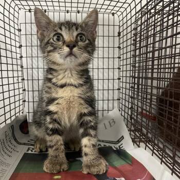 Twinkletoes -  Domestic Short Hair and Extra Toes Cat Hemingway Polydactyl Cat for Adoption in Edinburg, Texas - Twinkletoes | PetCurious