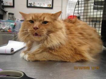Oliver (614) -  Domestic Long Hair Cat for Adoption in Marietta, Georgia - Oliver (614) | PetCurious