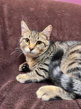 Denali -  Domestic Short Hair Cat for Adoption in Alexandria, Minnesota - Denali | PetCurious