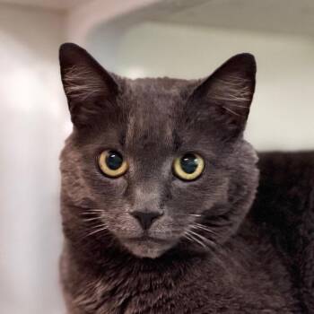Gracie -  Domestic Short Hair Cat for Adoption in Salisbury, Massachusetts - Gracie | PetCurious