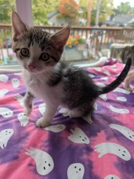 Rescue Domestic Short Hair and Tiger Cats for Adoption - Anthony | PetCurious