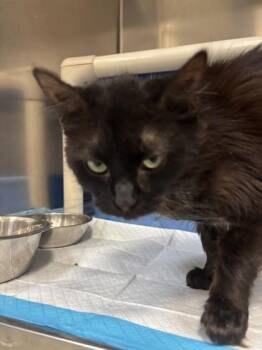 Rescue Domestic Long Hair Cats for Adoption in Lafayette, Indiana - Jasmine | PetCurious