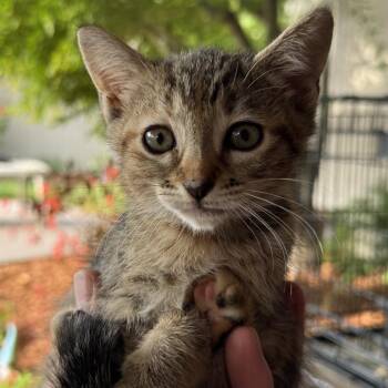 Pepper -  Domestic Short Hair Cat for Adoption in Orangevale, California - Pepper | PetCurious
