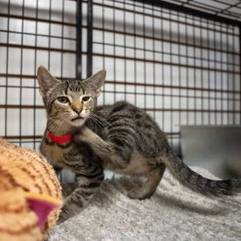 Hershey -  Domestic Short Hair Cat for Adoption in Pawling, New York - Hershey | PetCurious