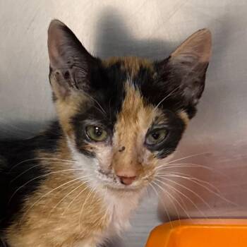 Sarah -  Domestic Short Hair Cat for Adoption in Jacksonville, Arkansas - Sarah | PetCurious