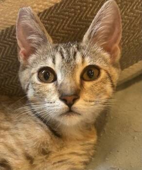 Tabby and Domestic Short Hair Cats Available for Adoption in North Highlands, California - LyraB | PetCurious