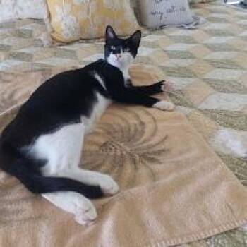 Opal -  American Shorthair Cat for Adoption in Bethel, Connecticut - Opal | PetCurious