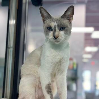 Calpernia -  Domestic Short Hair Cat for Adoption in Victoria, British Columbia - Calpernia | PetCurious