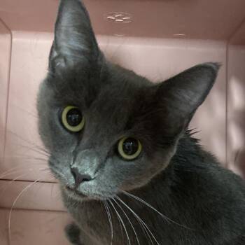Princess Atta -  Domestic Short Hair Cat for Adoption in Allentown, Pennsylvania - Princess Atta | PetCurious
