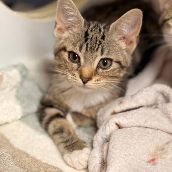 Tansy -  Domestic Short Hair Cat for Adoption in Cumming, Georgia - Tansy | PetCurious
