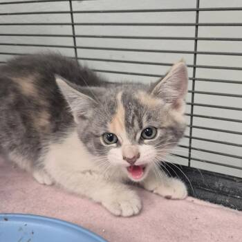 Domestic Short Hair Cats Available for Adoption in Kingman, Kansas - Marbles | PetCurious