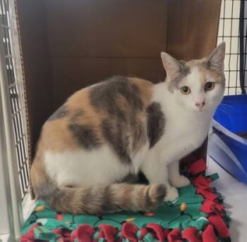 Rescue Domestic Short Hair Cats for Adoption in Neenah, Wisconsin - Camo | PetCurious