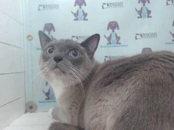 BATATA -  Domestic Short Hair Cat for Adoption in Orlando, Florida - BATATA | PetCurious