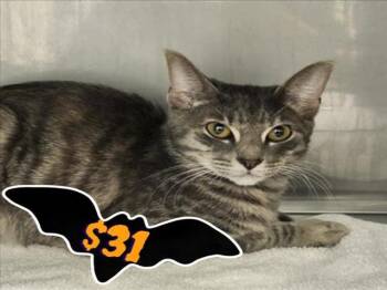 Rescue Domestic Short Hair Cats for Adoption in Santa Cruz, California - CANDI* | PetCurious