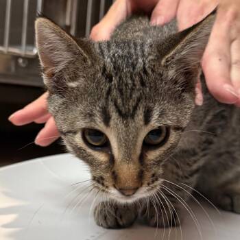 Sammy -  Domestic Medium Hair Cat for Adoption in Cedaredge, Colorado - Sammy | PetCurious