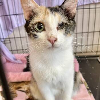 Nessi -  Domestic Short Hair Cat for Adoption in Lakewood, Colorado - Nessi | PetCurious