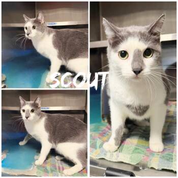 Domestic Short Hair Cats Available for Adoption in Saint James, Missouri - Scout | PetCurious