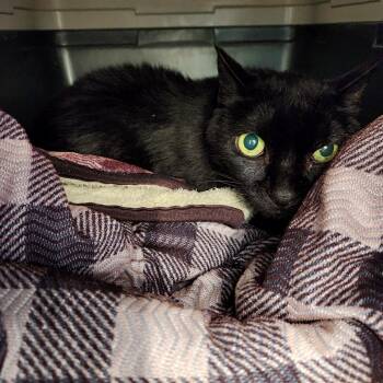 Artemis -  Domestic Short Hair Cat for Adoption - Artemis | PetCurious