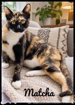 Matcha -  Domestic Short Hair Cat for Adoption in El Cajon, California - Matcha | PetCurious