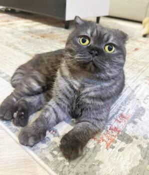Scottish Fold Cats Available for Adoption - TeTe Is Terrrifffficcc!!  Mushy Smushy Cuddly EXOTIC Cutie!  Vid | PetCurious