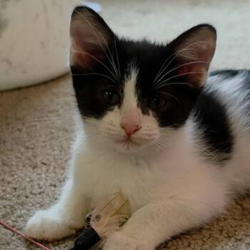 Hermione -  Domestic Short Hair Cat for Adoption in Wichita, Kansas - Hermione | PetCurious