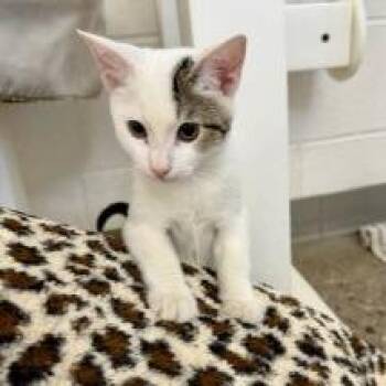 Sumarni -  Domestic Short Hair Cat for Adoption in Phoenix, Arizona - Sumarni | PetCurious