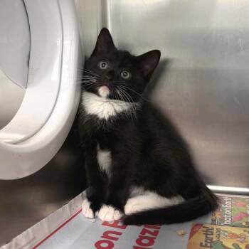 Emerson -  Domestic Long Hair Cat for Adoption in Marshall, Virginia - Emerson | PetCurious
