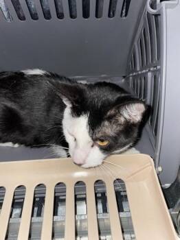 Hut -  Domestic Short Hair Cat for Adoption - Hut | PetCurious