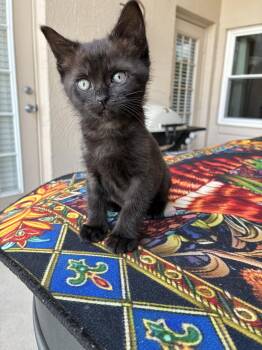 American Shorthair Cats Available for Adoption - Jessica | PetCurious