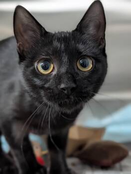Rufio -  Domestic Short Hair Cat for Adoption in Plainfield, New Jersey - Rufio | PetCurious