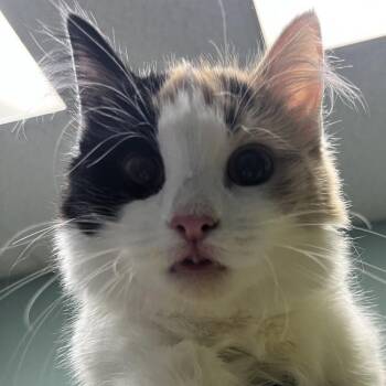 Domestic Long Hair Cats Available for Adoption - Patches | PetCurious