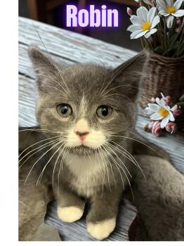 Robin -  Domestic Short Hair Cat for Adoption in Barton, Vermont - Robin | PetCurious