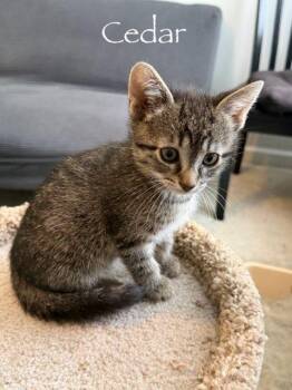 Cedar -  Domestic Short Hair Cat Available for Adoption in Hamilton, Ohio - Cedar | PetCurious