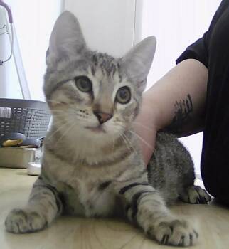 Raleigh -  Domestic Short Hair Cat for Adoption in Dayton, Minnesota - Raleigh | PetCurious