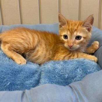 Nissan -  Domestic Short Hair Cat for Adoption in Hawthorne, California - Nissan | PetCurious