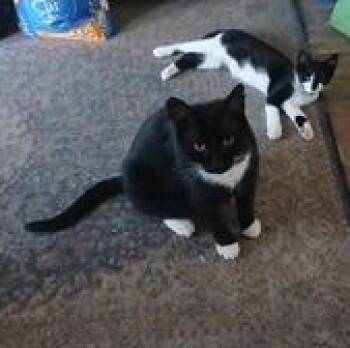 Bobby -  Domestic Short Hair Cat for Adoption in Clawson, Michigan - Bobby | PetCurious