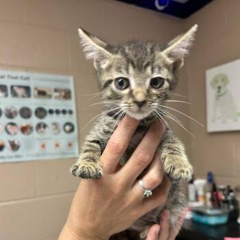 Huey -  Domestic Short Hair Cat for Adoption in Newport, North Carolina - Huey | PetCurious