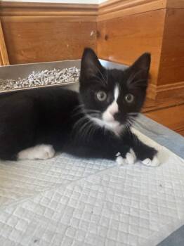 Petrie -  Domestic Short Hair Cat for Adoption in South Euclid, Ohio - Petrie | PetCurious