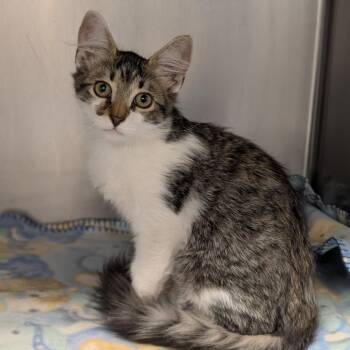 Ned Nederlander -  Domestic Medium Hair Cat for Adoption in Spokane, Washington - Ned Nederlander | PetCurious