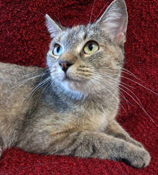 Rescue Tabby and Dilute Calico Cats for Adoption - Seraphina | PetCurious