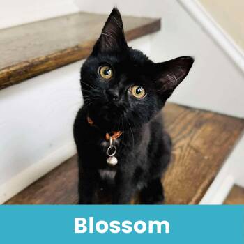 Rescue Domestic Short Hair Cats for Adoption - Blossom | PetCurious