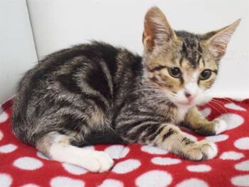 HAYA -  Domestic Short Hair Cat for Adoption in Sacramento, California - HAYA | PetCurious