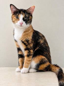 Prism -  Domestic Short Hair and Calico Cat for Adoption in Homer Glen, Illinois - Prism | PetCurious